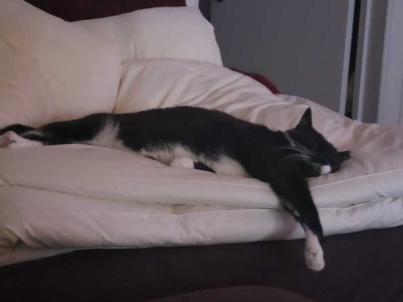 Picture of adorable Kitty Cat