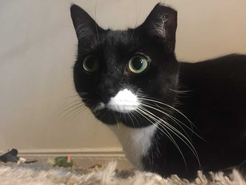 Picture of adorable Kitty Cat