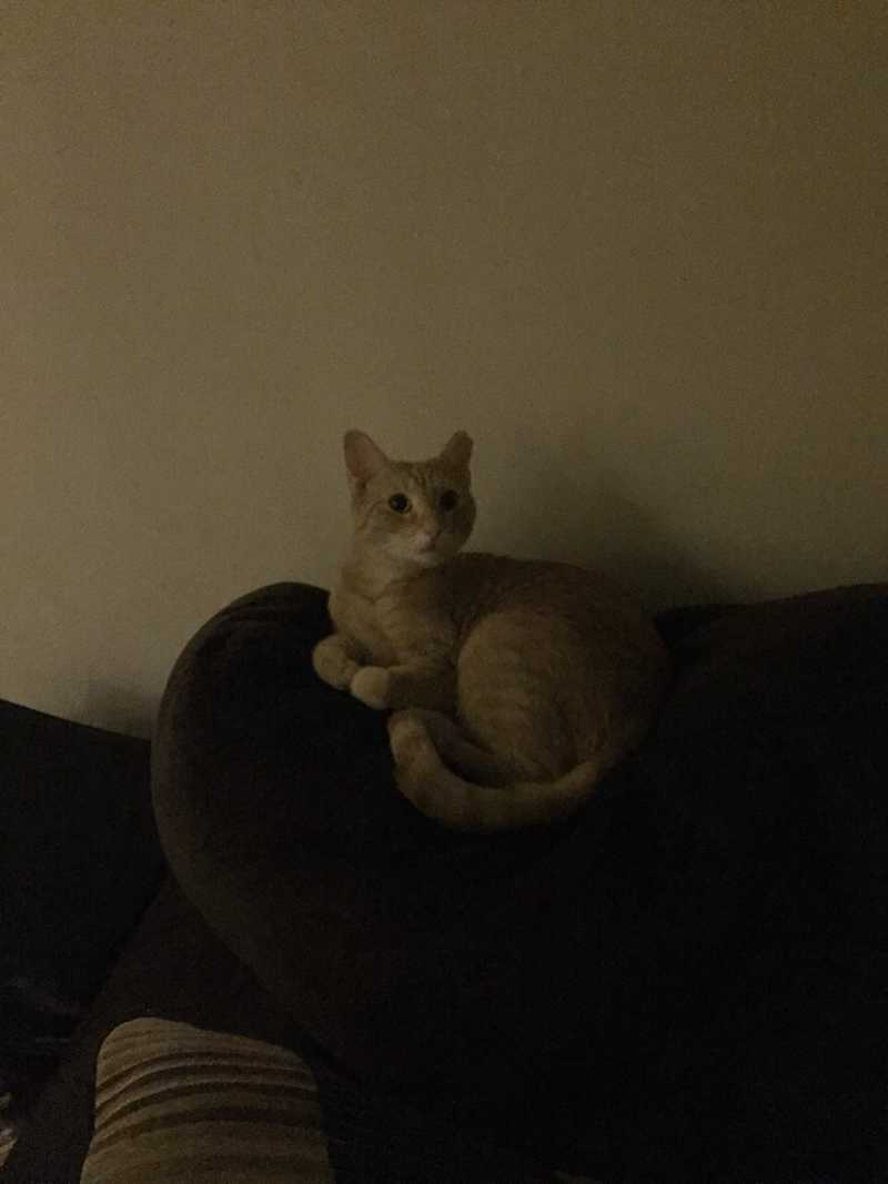 Picture of adorable Kitty Cat