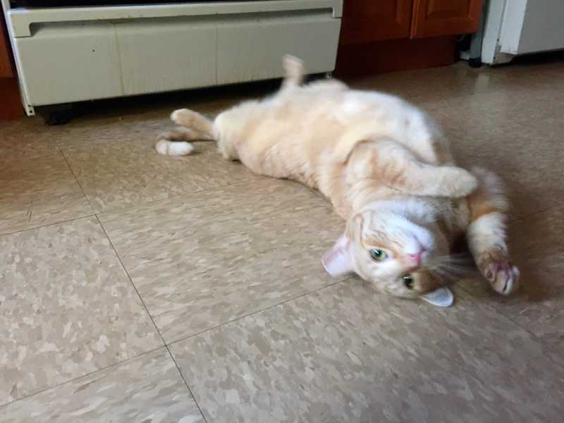 Picture of adorable Kitty Cat