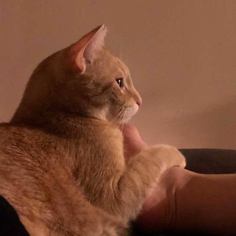 Picture of adorable Kitty Cat