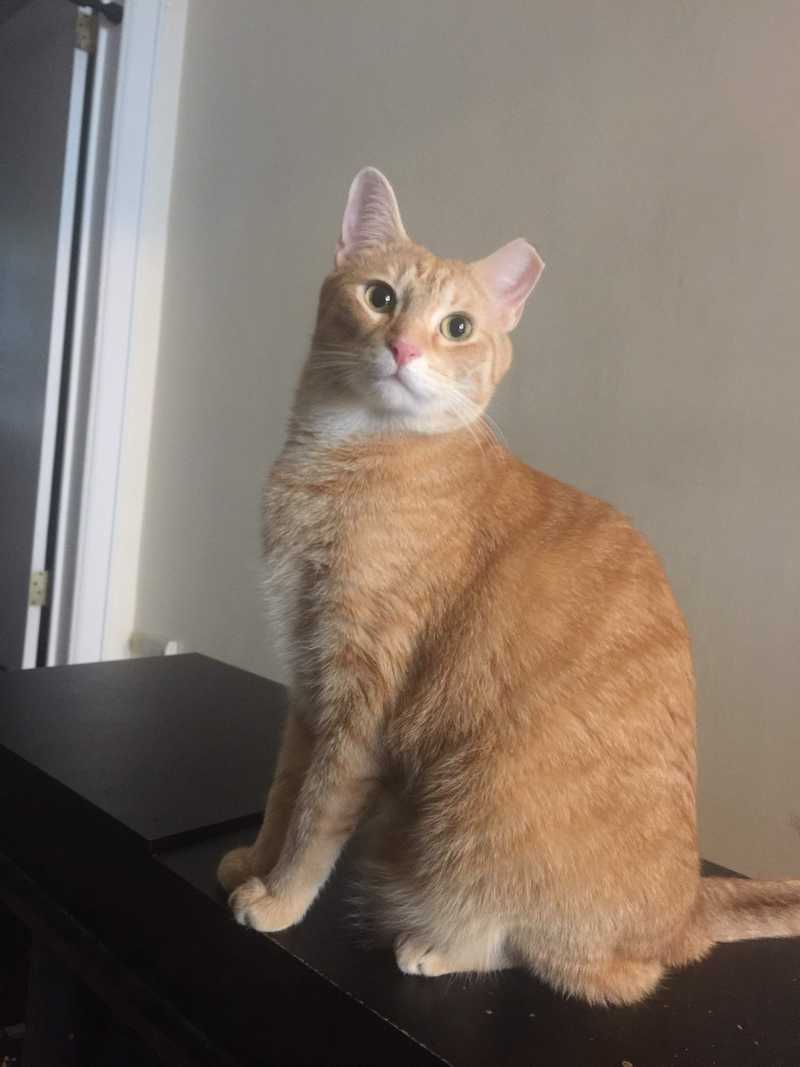 Picture of adorable Kitty Cat