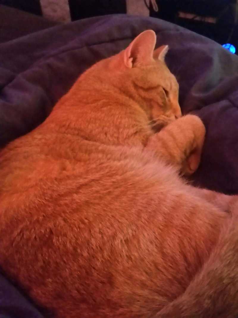 Picture of adorable Kitty Cat