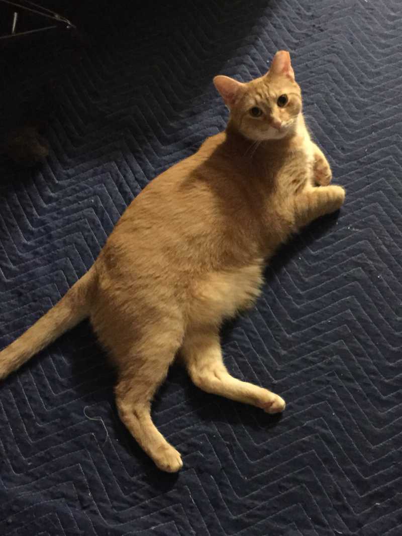 Picture of adorable Kitty Cat