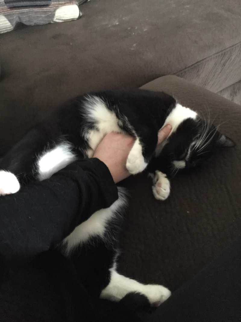 Picture of adorable Kitty Cat