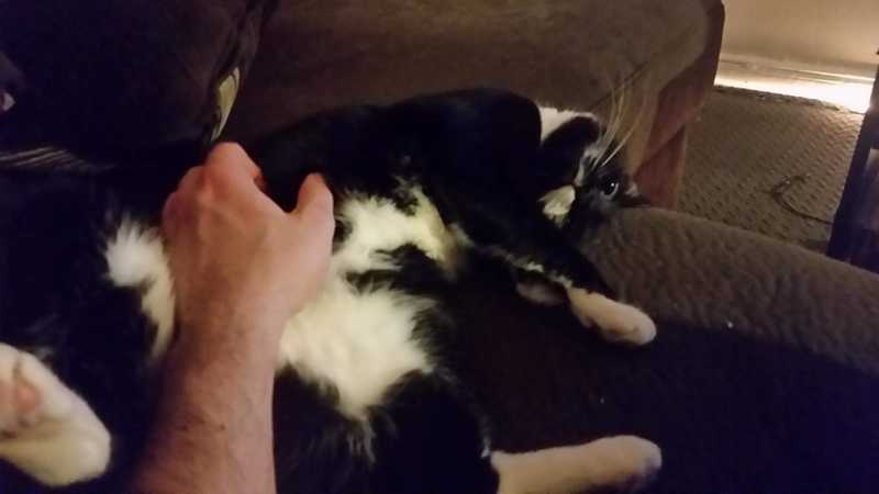 Picture of adorable Kitty Cat