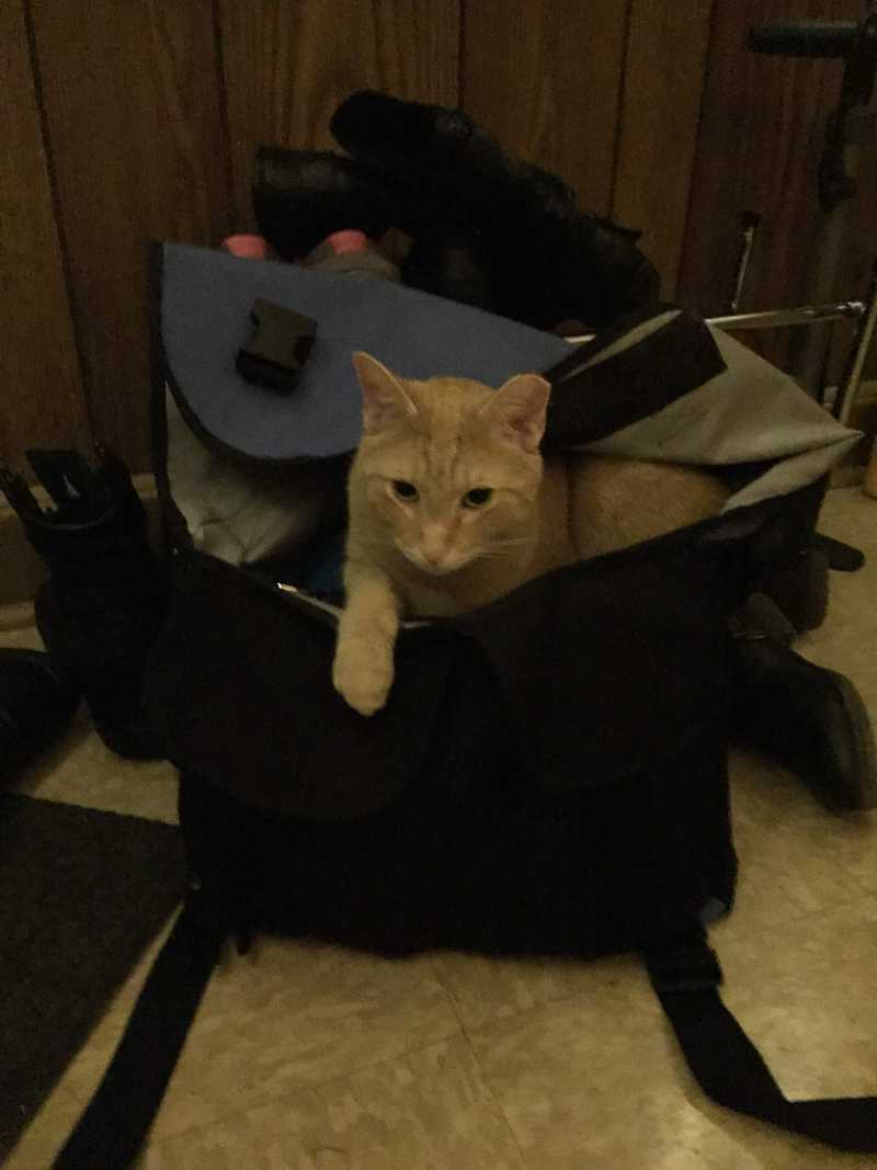 Picture of adorable Kitty Cat