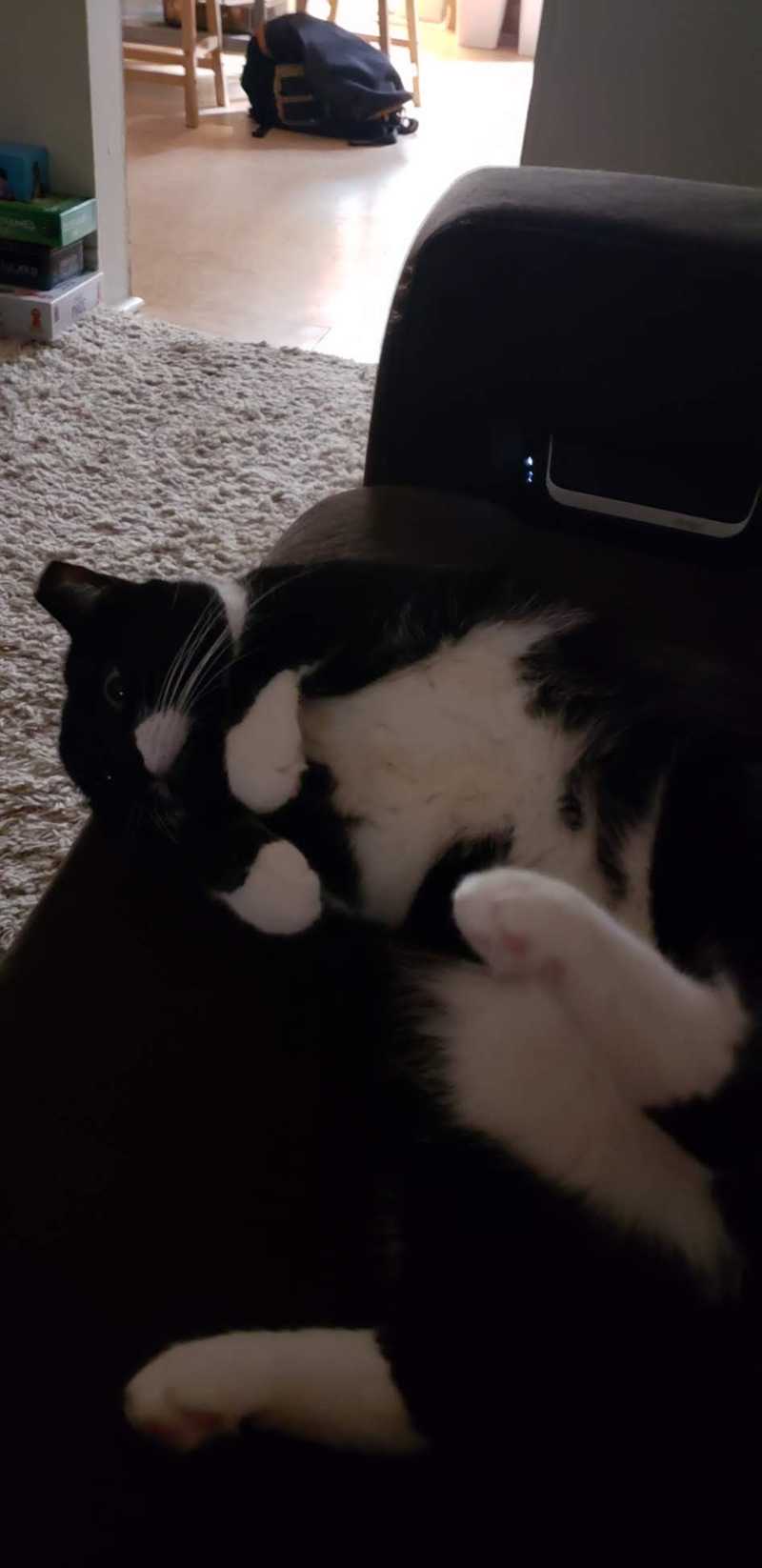 Picture of adorable Kitty Cat