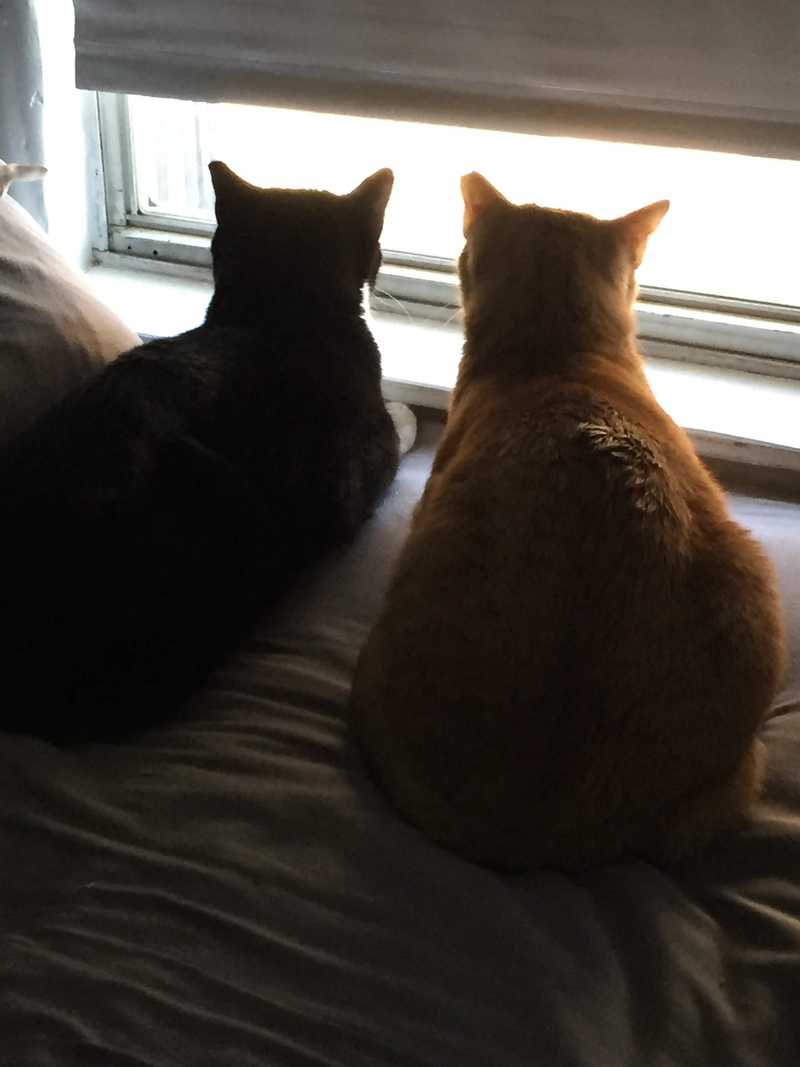 Picture of adorable Kitty Cat