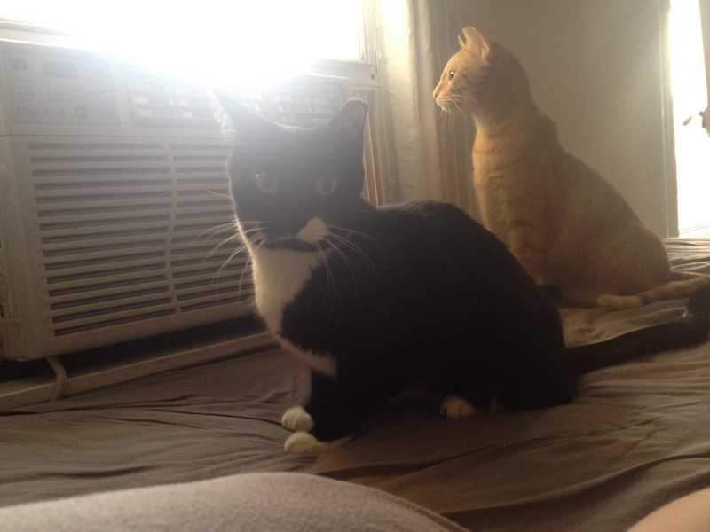 Picture of adorable Kitty Cat