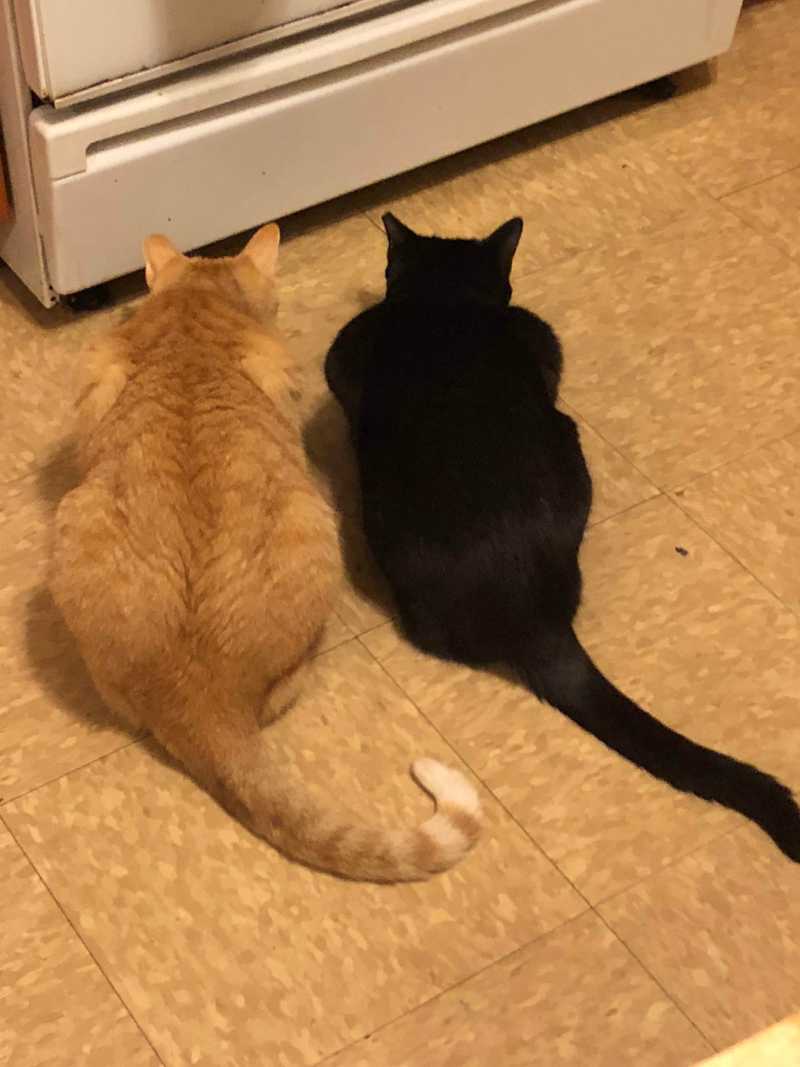 Picture of adorable Kitty Cat