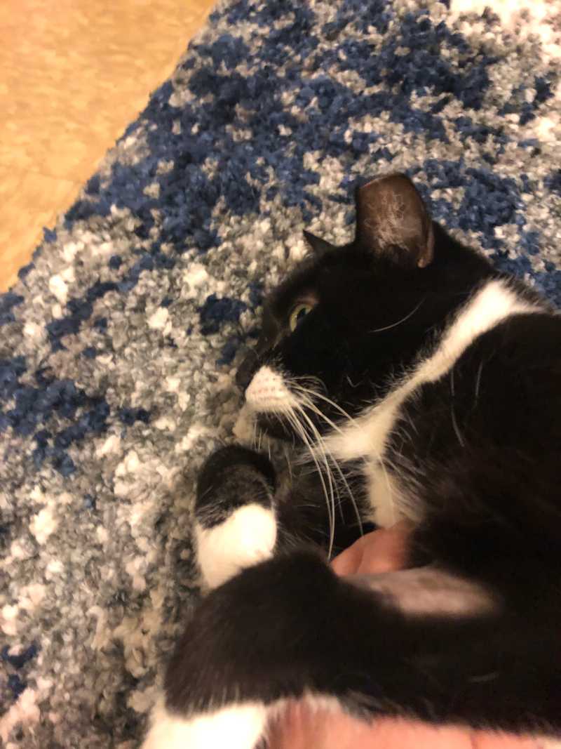 Picture of adorable Kitty Cat