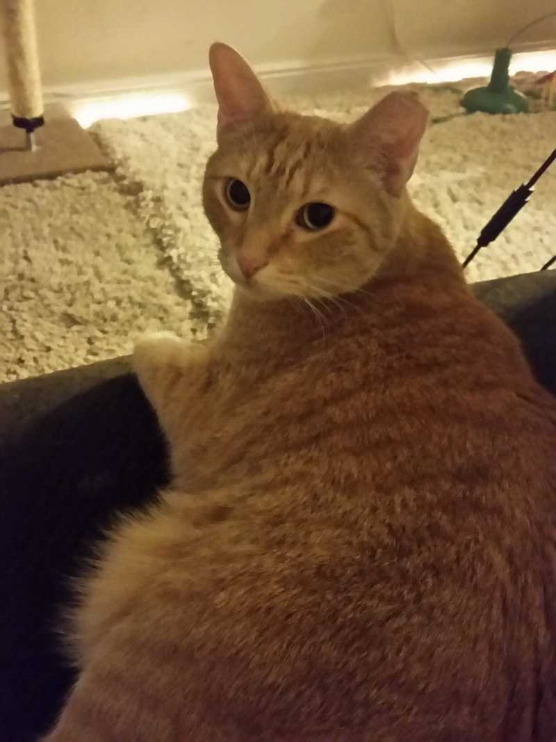 Picture of adorable Kitty Cat