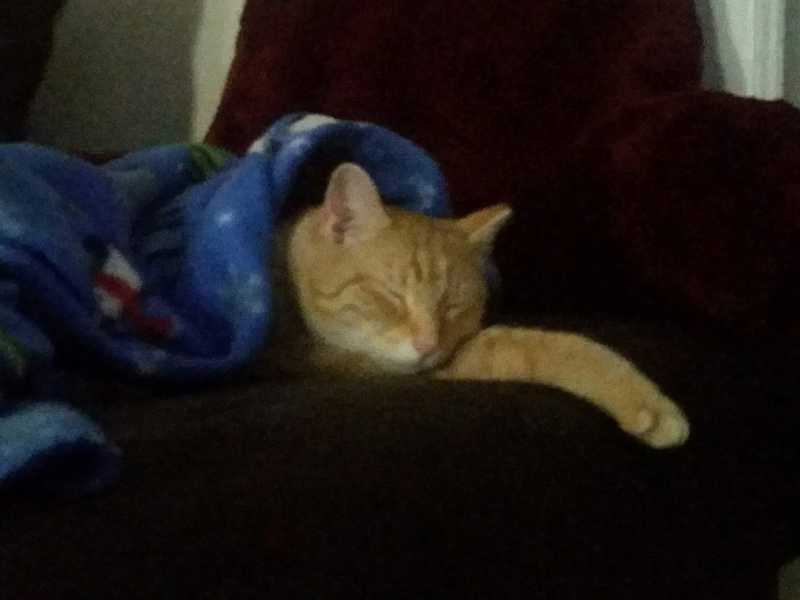 Picture of adorable Kitty Cat